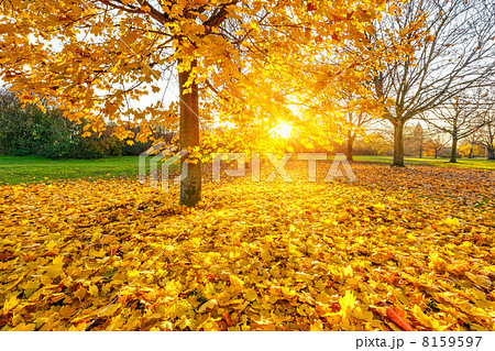 Sunny autumn foliage 8159597
