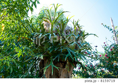 ビカクシダ大 ビカクシダ大 8159719