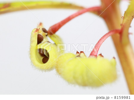 ホウセンカの種の写真素材