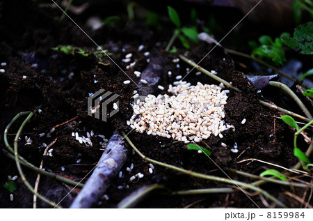 アリの卵（横） 8159984