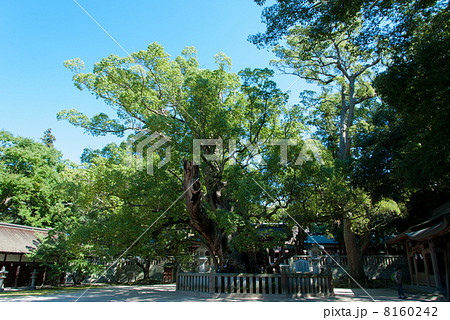 大山祇神社の大楠 8160242