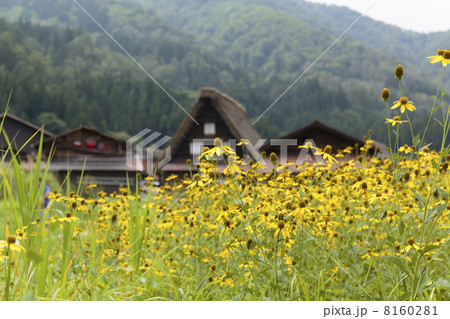 花のある田舎の風景 花のある田舎の風景 8160281