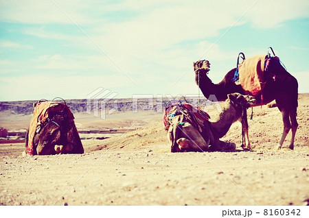 ラクダ ラクダ 8160342