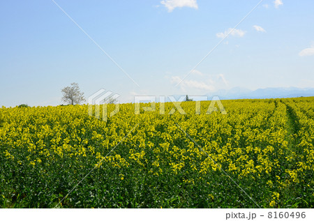 菜の花畑 菜の花畑 8160496