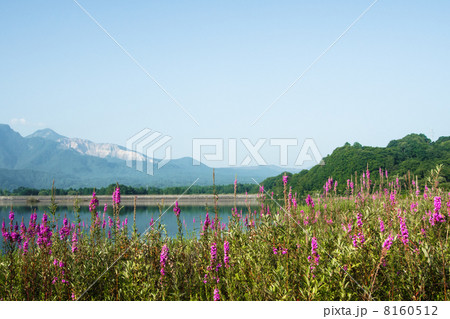 エゾミソハギの群生するのどかな裏磐梯 8160512