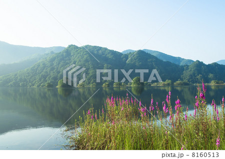 エゾミソハギの群生するのどかな裏磐梯 エゾミソハギの群生するのどかな裏磐梯 8160513