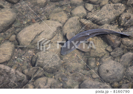 真鯉と小魚 真鯉と小魚 8160790