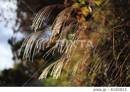 柔らかな光 8160823