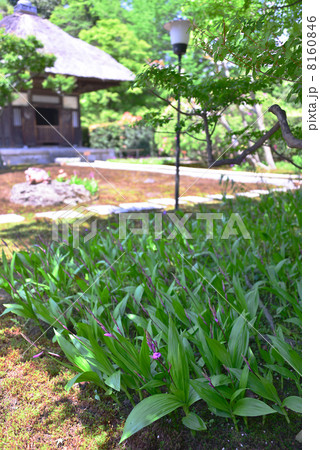 長寿寺　夏　鎌倉 8160846