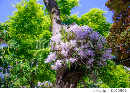 花の寺 海蔵寺 鎌倉 花の寺 海蔵寺 鎌倉 8160901