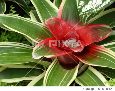 ネオレゲリア ネオレゲリア 8161042