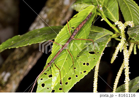 Stick insect on a leaf in the rainforest understory, Ecuador Stick insect on a leaf in the rainforest understory, Ecuador 8161116