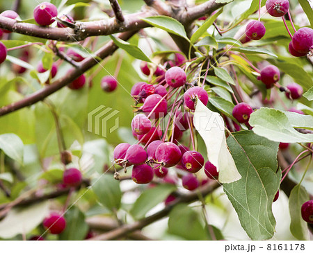 Branch of a wild apple-tree in september 8161178