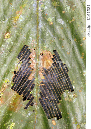 Rainforest leaf with a pattern of holes produced by a defoliating insect Rainforest leaf with a pattern of holes produced by a defoliating insect 8161521