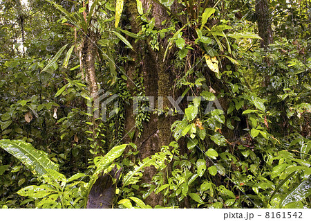 Interior of tropical rainforest in Ecuador Interior of tropical rainforest in Ecuador 8161542