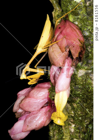 Yellow preying mantis on a tropical flower in rainforest, Ecuador 8161556