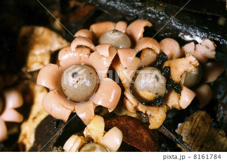 Earth star fungus (Geastrum), from the Ecuadorian Amazon 8161784
