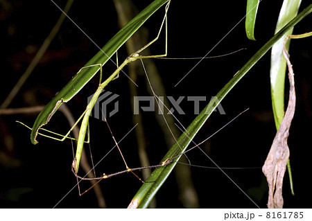 Stick insects mating in the rainforest understory at night, Ecuador 8161785