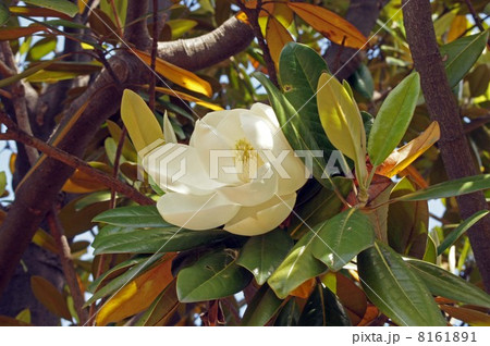 タイサンボクの大きくて白い花 タイサンボクの大きくて白い花 8161891