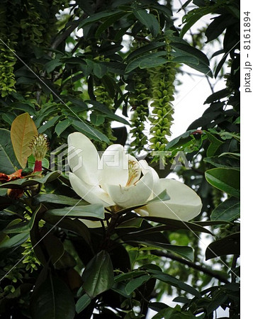 タイサンボクの大きくて白い花 8161894