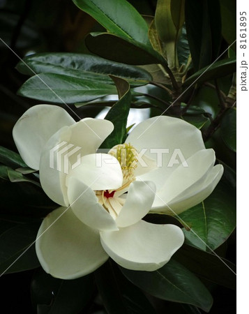 タイサンボクの大きくて白い花 8161895