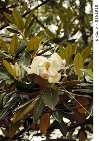 タイサンボクの大きくて白い花 8161918