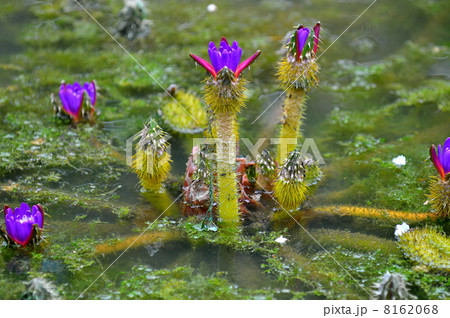 オニバス 8162068