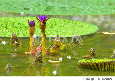 オニバス 8162069