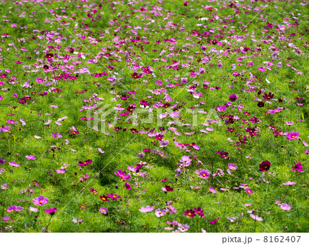 コスモス畑 8162407