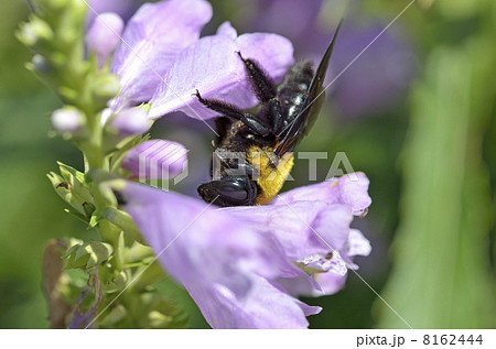 ハナトラノオとキムネクマバチ(メス) ハナトラノオとキムネクマバチ(メス) 8162444