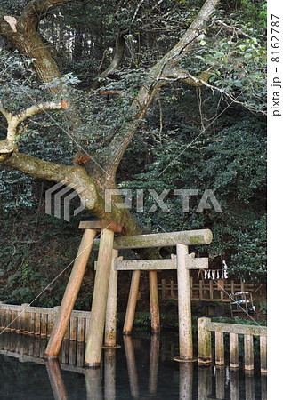 鹿島神宮 御手洗池 鹿島神宮 御手洗池 8162787