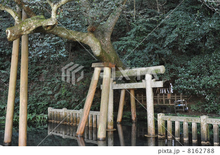 鹿島神宮　御手洗池 8162788