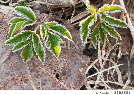 First spring plants First spring plants 8162888