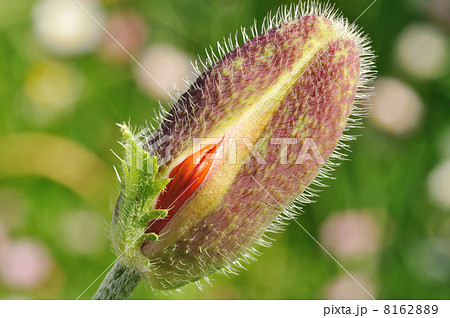 Poppy bud just starting to bloom Poppy bud just starting to bloom 8162889