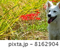 お米と犬のアップと彼岸花 8162904