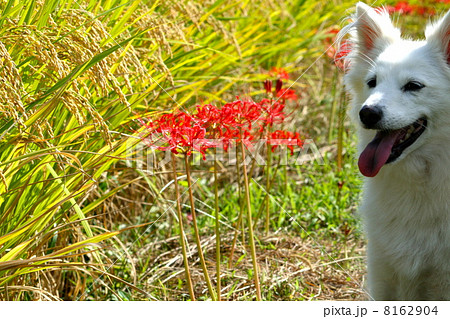 お米と犬のアップと彼岸花 お米と犬のアップと彼岸花 8162904