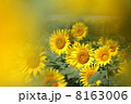 ヒマワリ 8163006