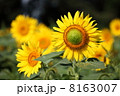ヒマワリ 8163007