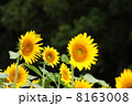 ヒマワリ 8163008