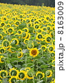 ヒマワリ 8163009