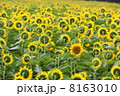 ヒマワリ 8163010