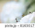 ノシメトンボ 8163017