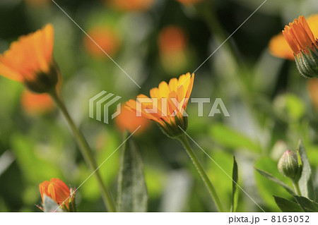 フユシラズ 8163052