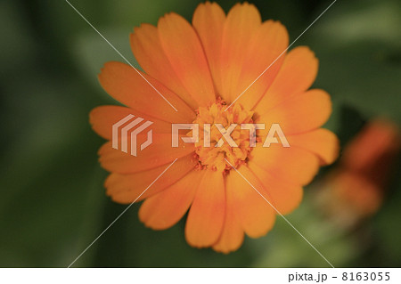 フユシラズ 8163055