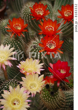 サボテンの花 サボテンの花 8163332