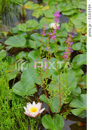 睡蓮とミソハギ 8163494