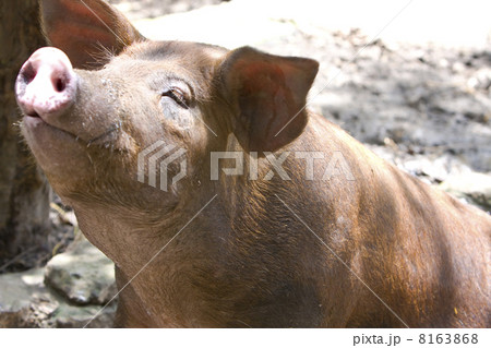 The big  pig lies in a puddle.. The big  pig lies in a puddle.. 8163868