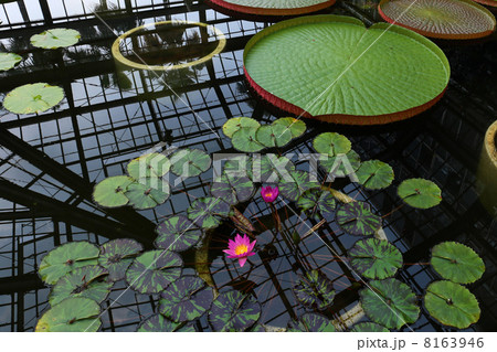 植物公園の睡蓮 植物公園の睡蓮 8163946