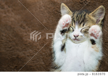 子猫 8163970