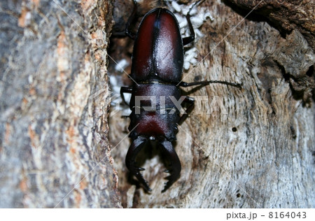 ノコギリクワガタ 8164043